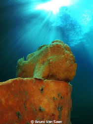 Frogfish posing on his sponge. by Bruno Van Saen 